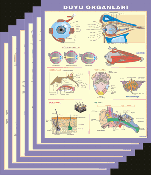 Anatomi levhaları seti resmi