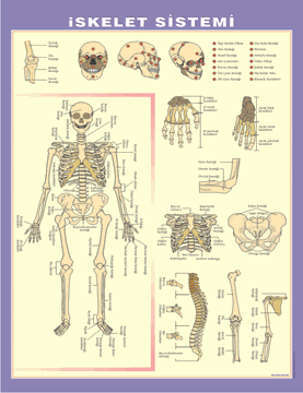 İskelet Sistemi Levhası resmi