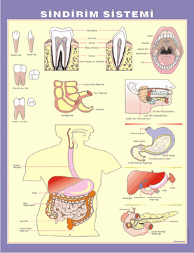 Sindirim Sistemi Levhası resmi