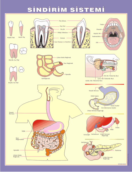 Sindirim Sistemi Levhası resmi