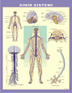 Sinir Sistemi Levhası resmi
