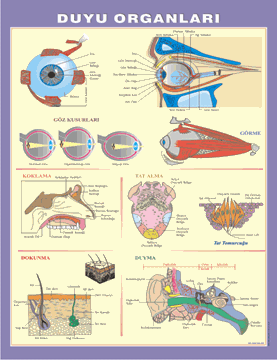 Duyu Organları Levhası resmi