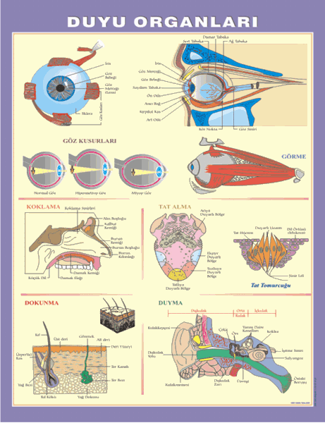Duyu Organları Levhası resmi